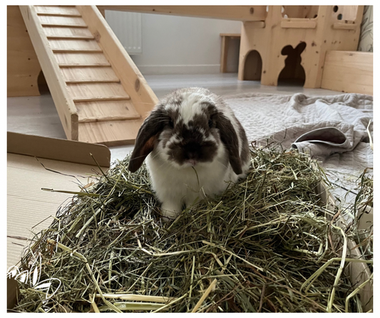Quel foin choisir pour mon lapin