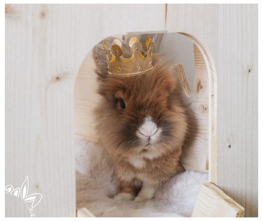 L’habitat du lapin