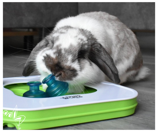 Le lapin et ses besoins