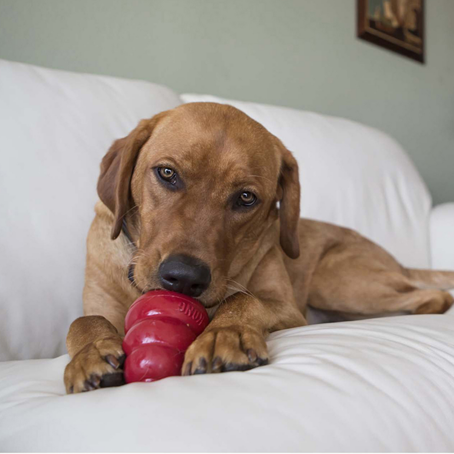 KONG Snack au foie
