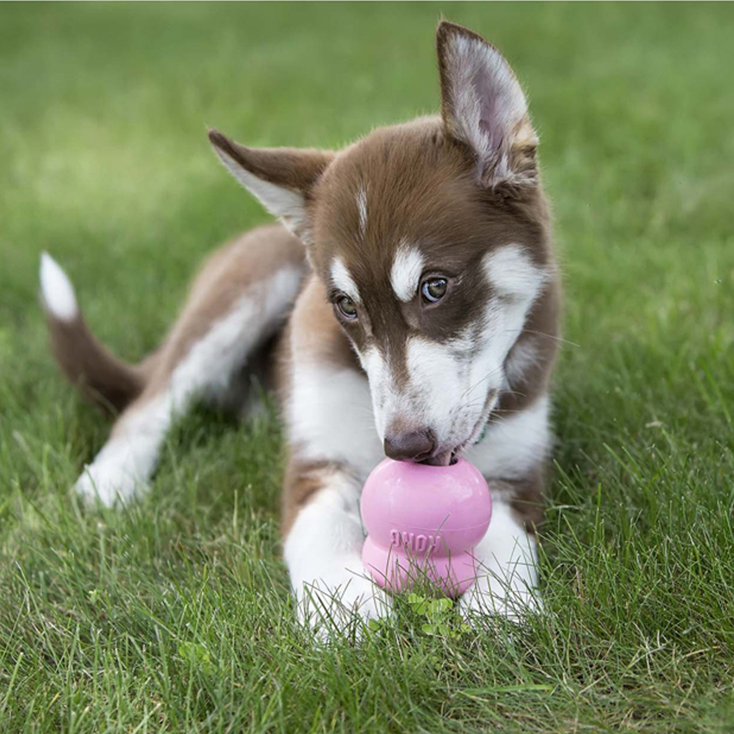 KONG Easy Treat Pâte pour Chiot