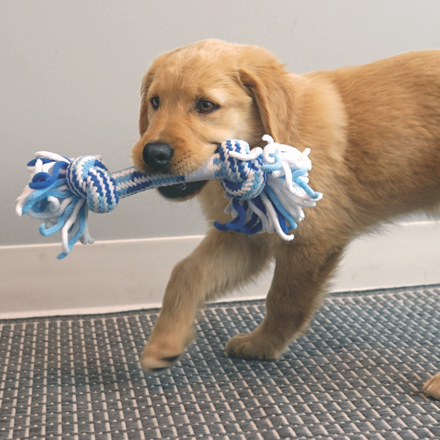 KONG Rope Puppy