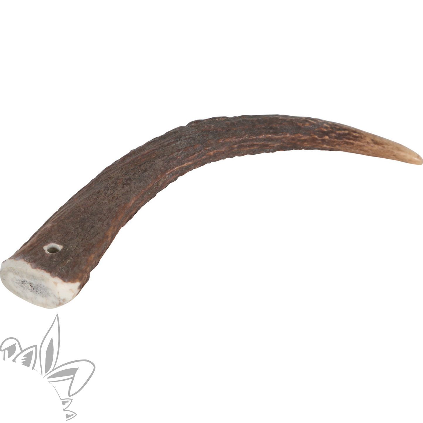 Bois de cerf entier