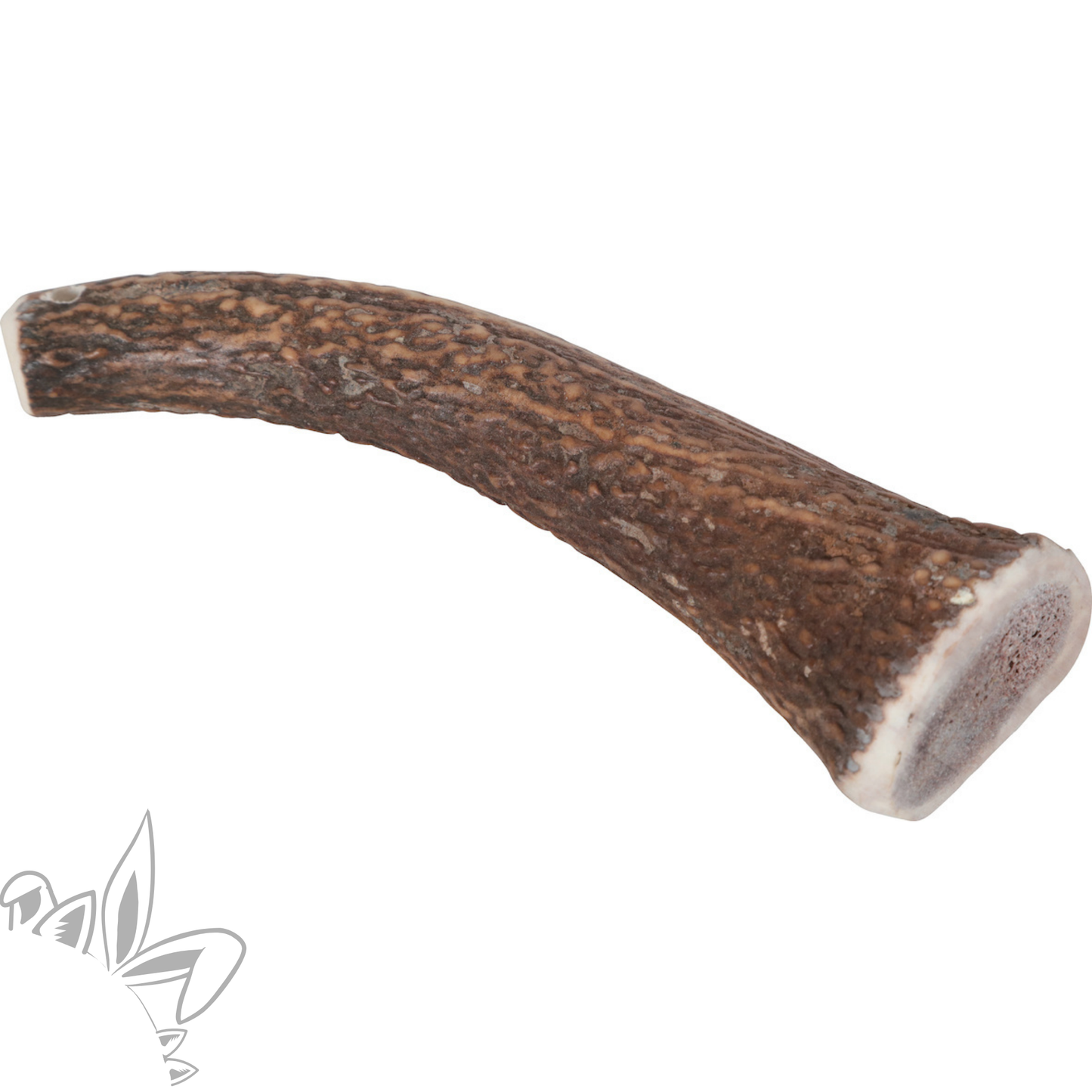 Bois de cerf entier