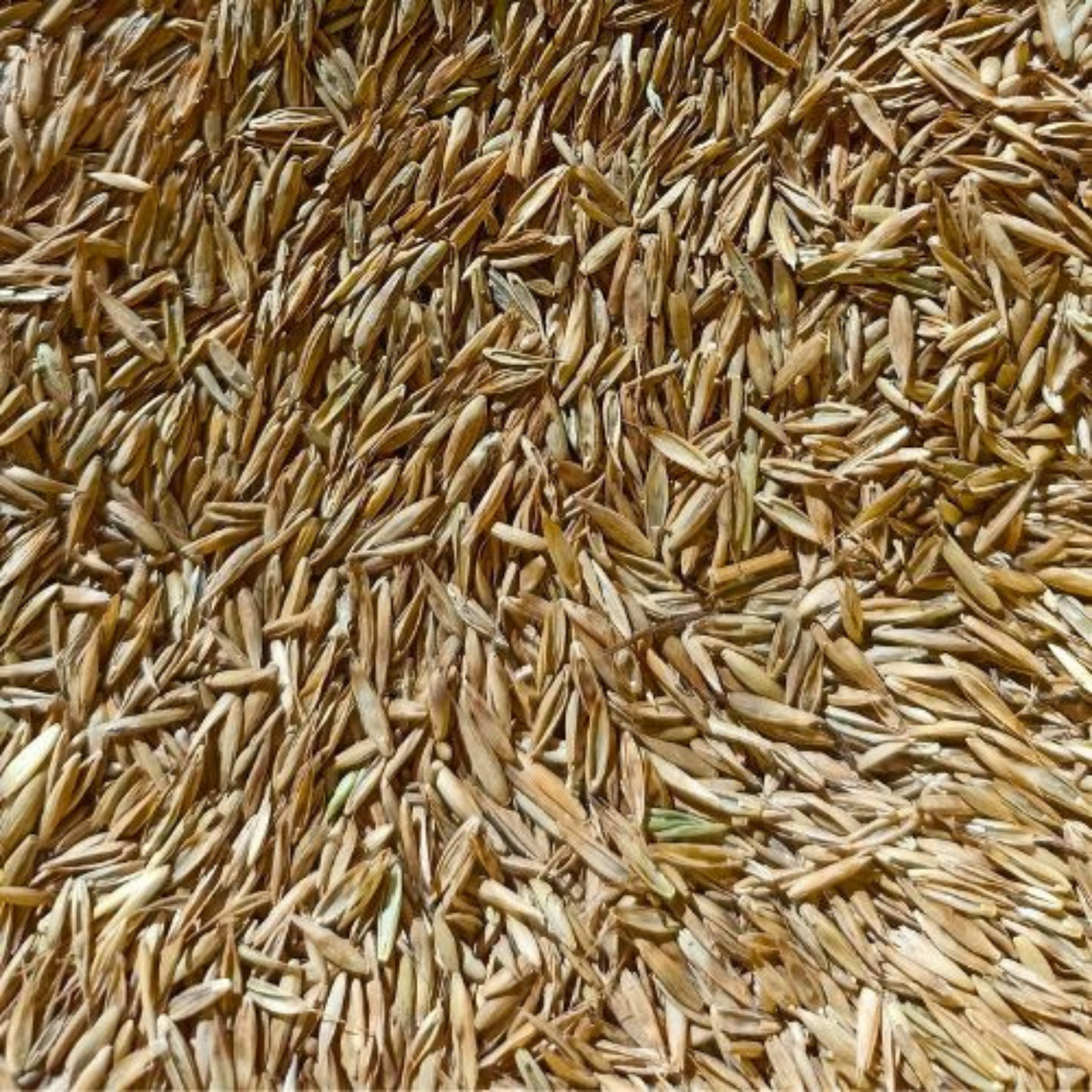 herbes fraiches et adaptées pour vos lapins et petits rongeurs