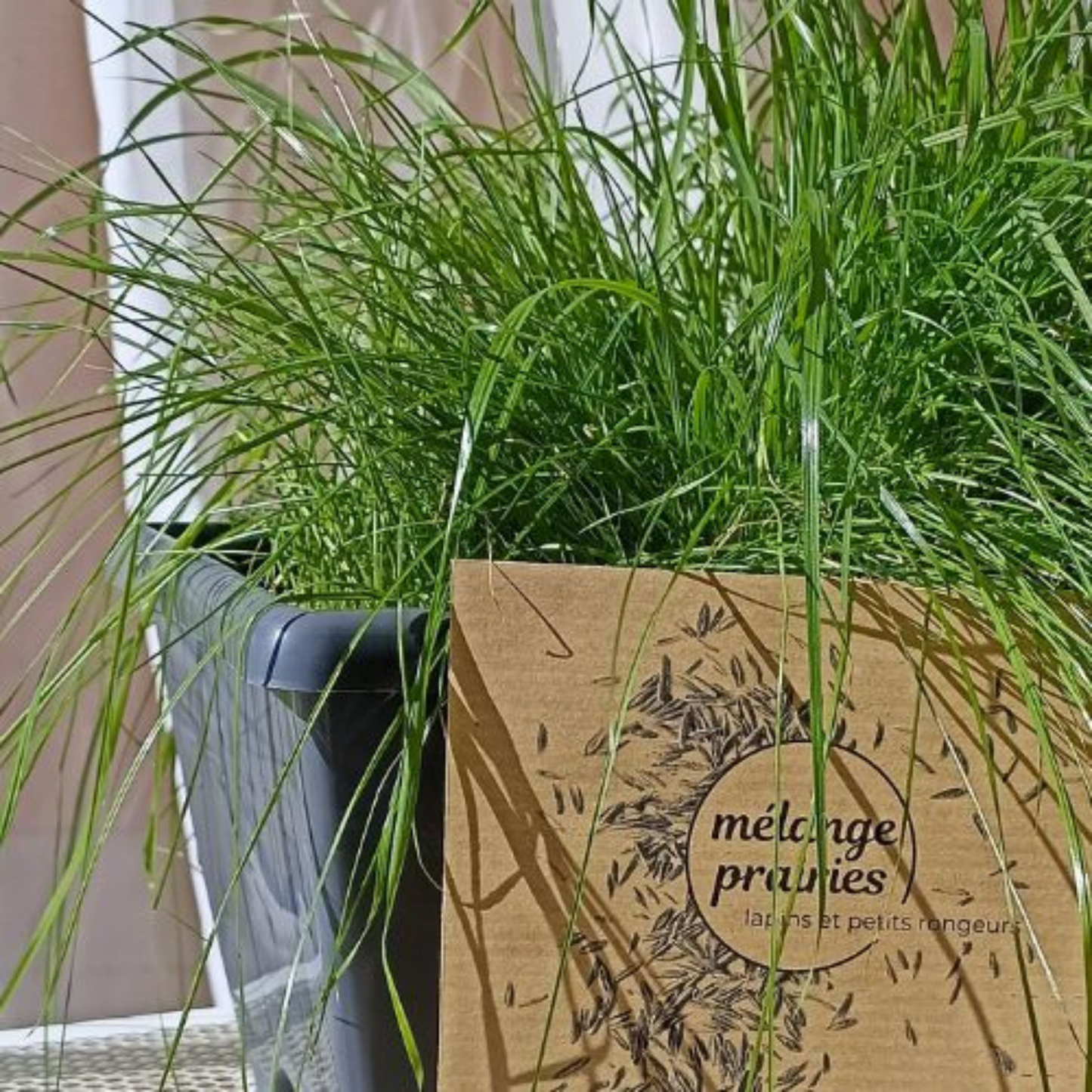 herbes fraiches et adaptées pour vos lapins et petits rongeurs