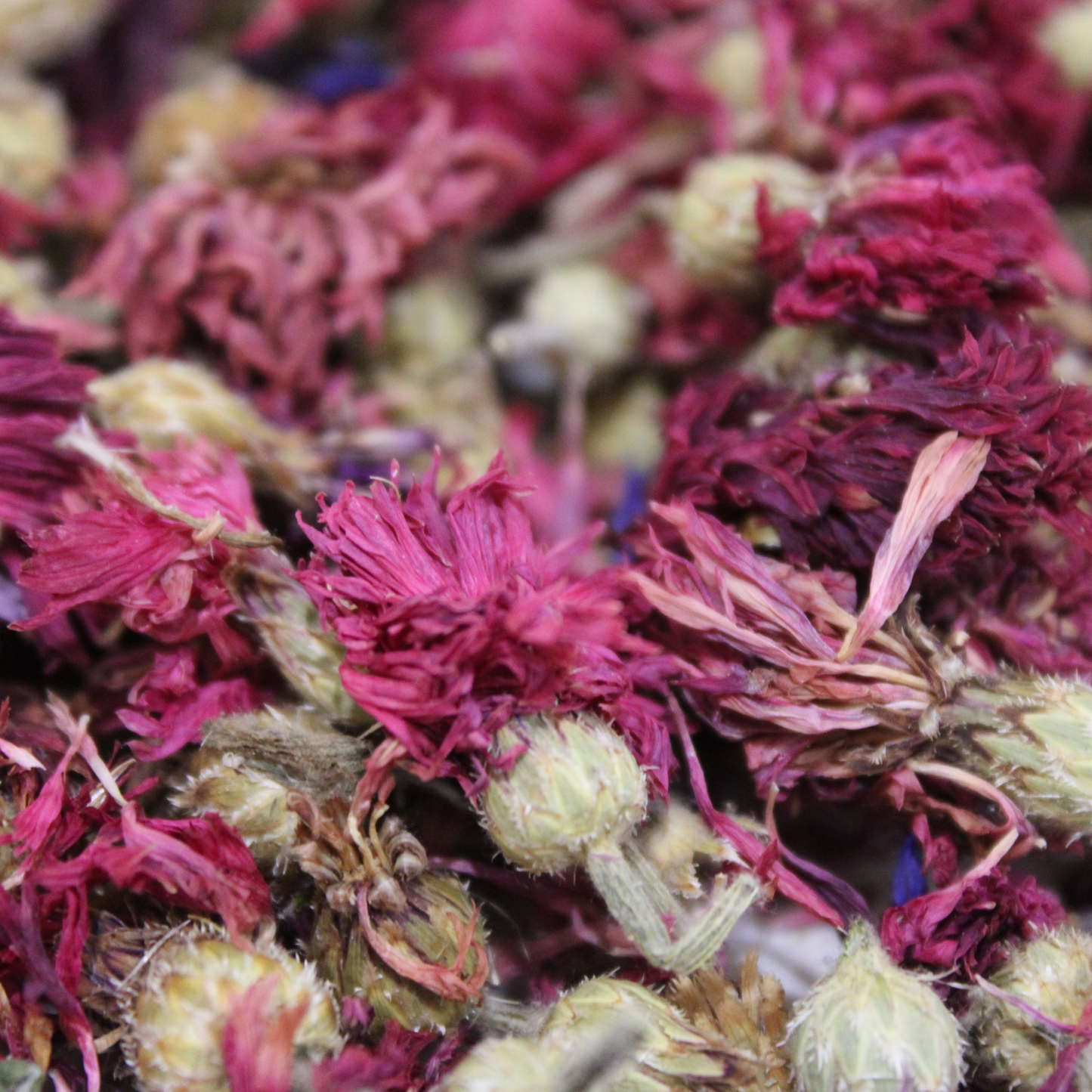 Friandise séchée et naturelle pour lapin Bleuet rouge