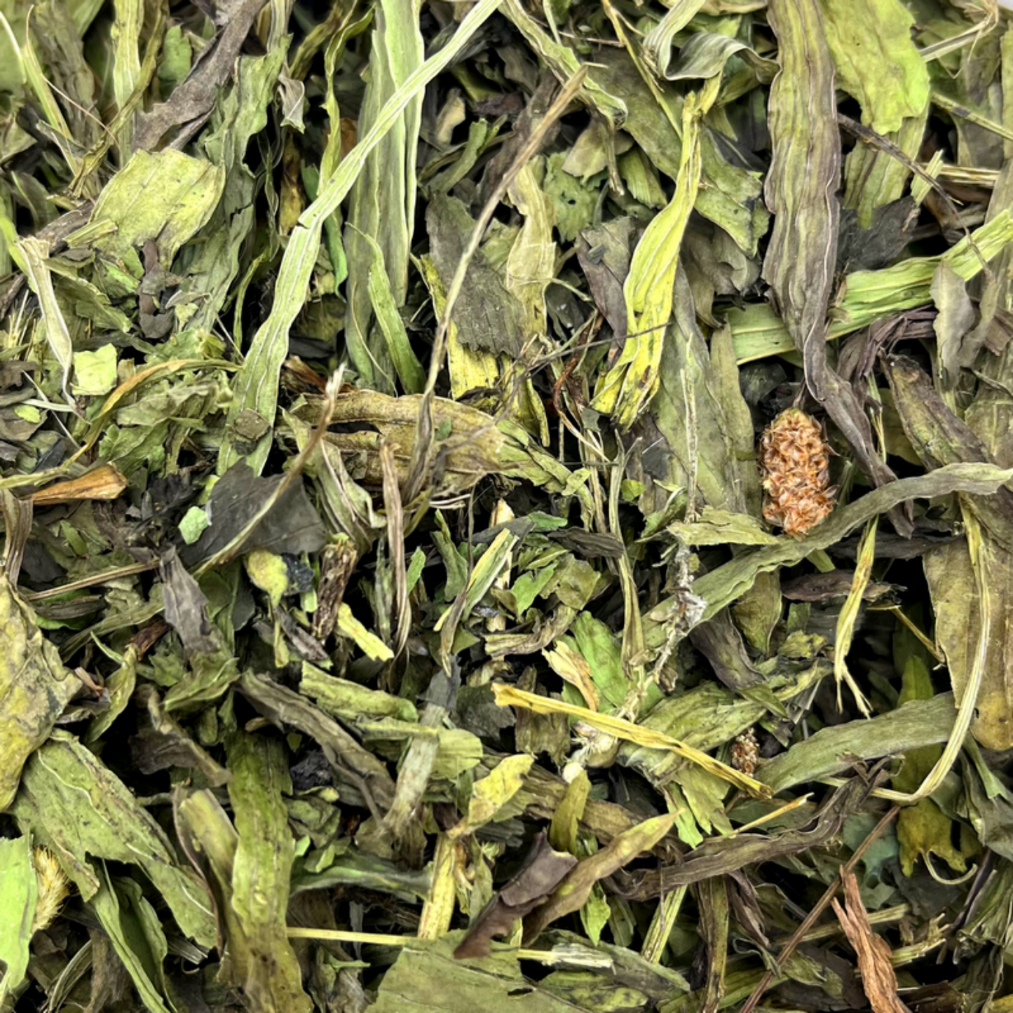 Friandise séchée et naturelle pour lapin Plantain Friandises naturelles pour lapin – enrichissement et bien-être digestif