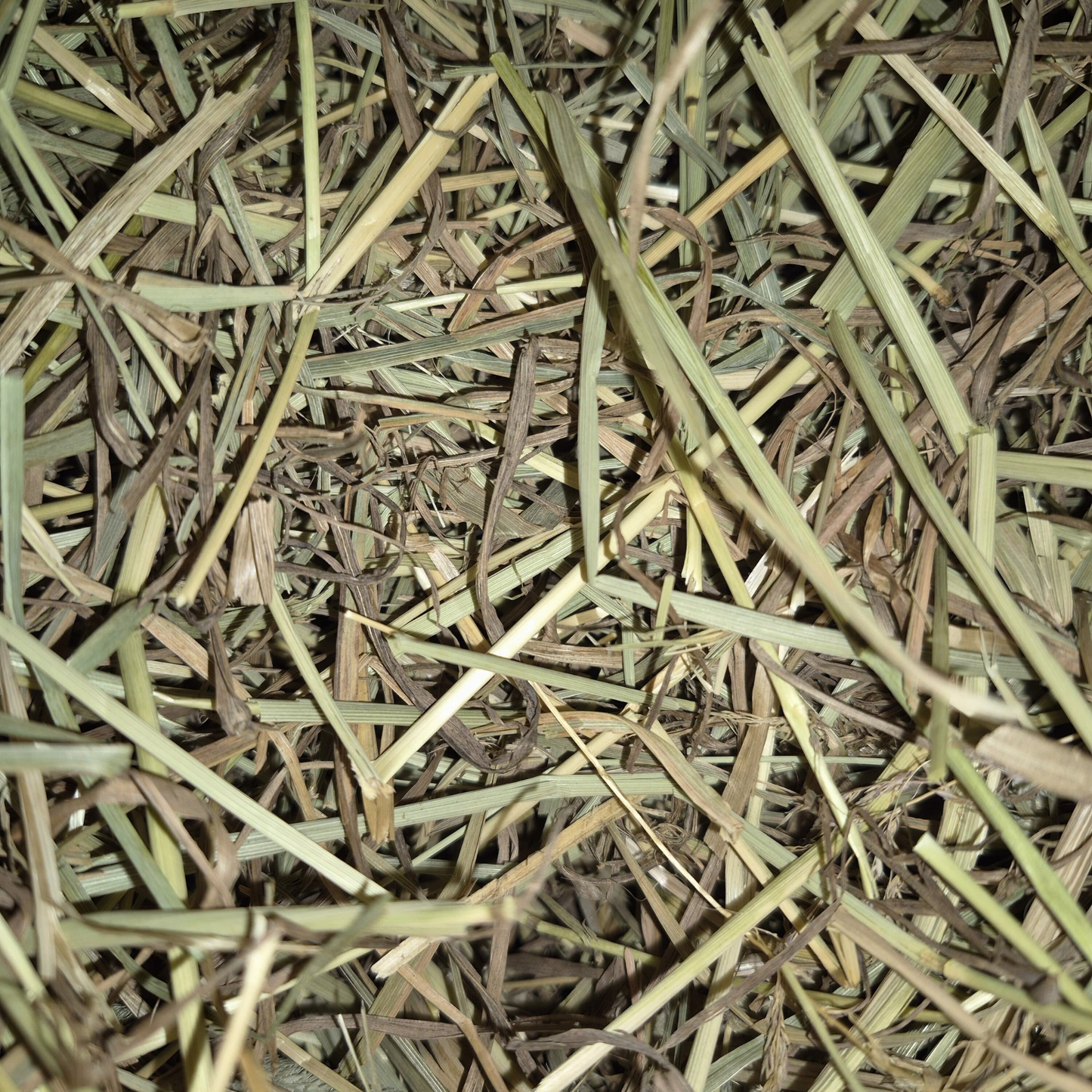 Foin de fléole pour lapin