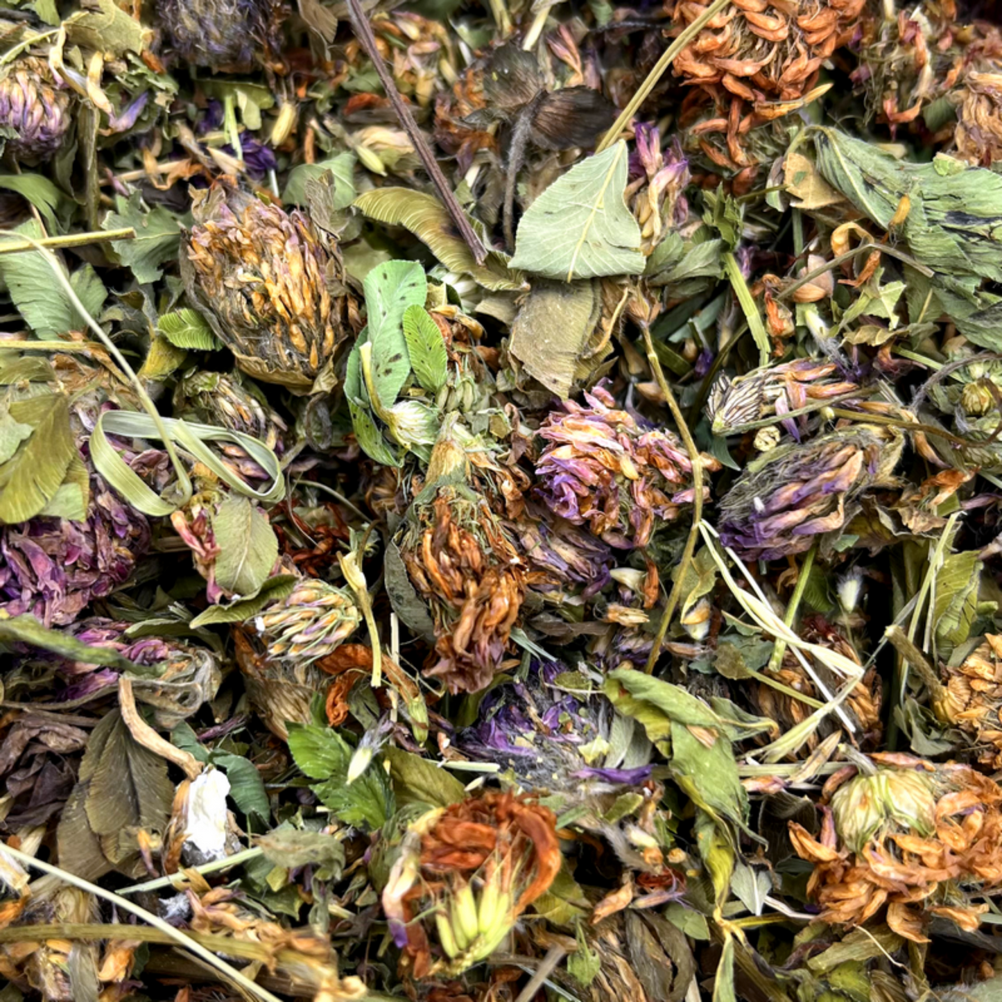 Friandise séchée et naturelle pour lapin Trèfle rouge fleurs