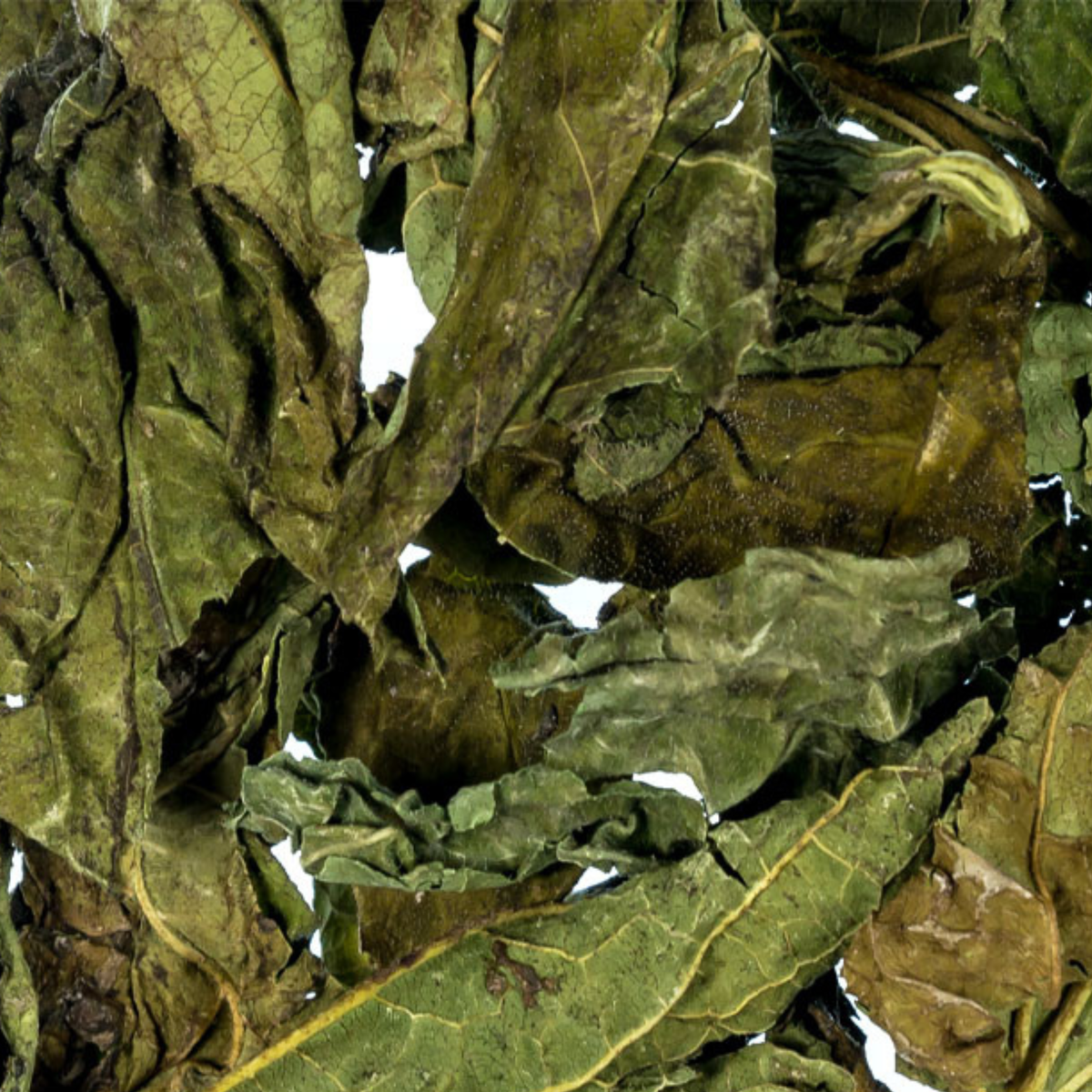 feuilles echinacée pour lapin