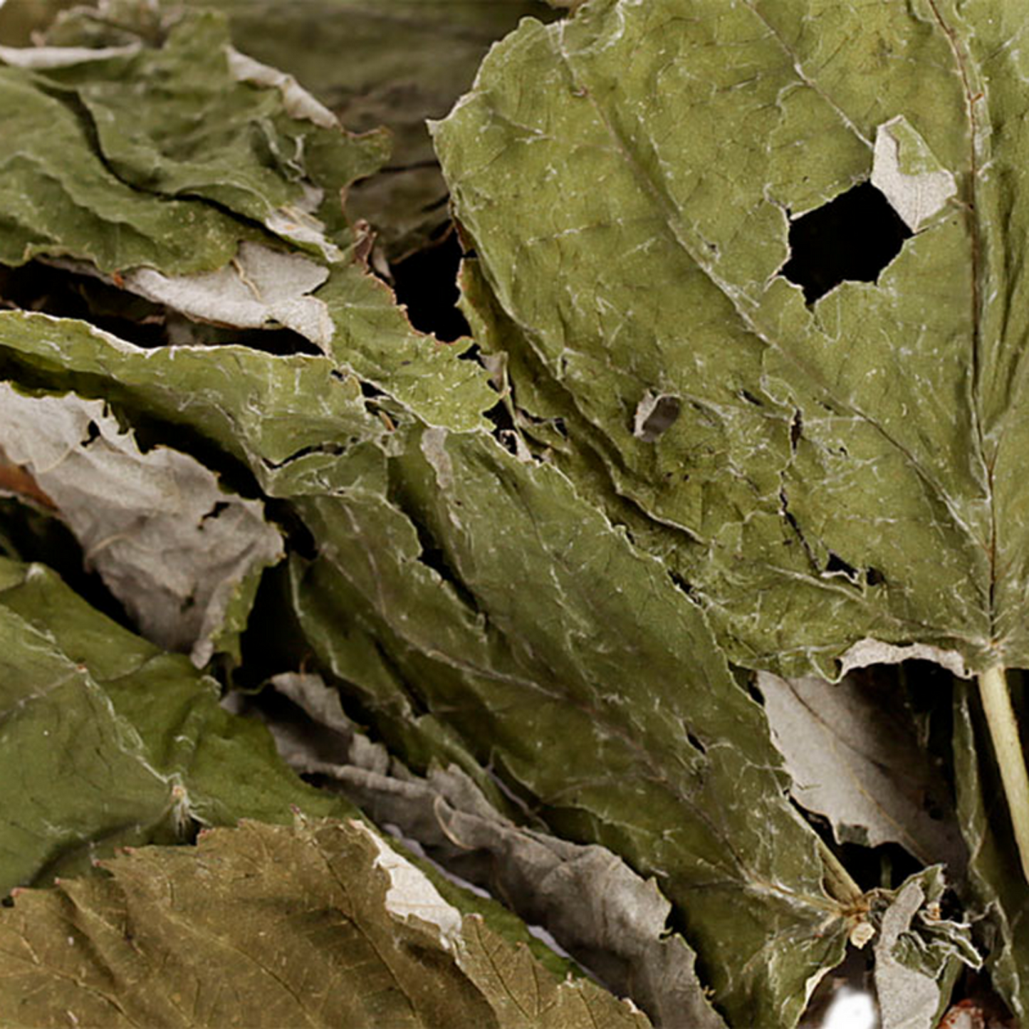 Friandise séchée et naturelle pour lapin Feuille de framboisier
Friandises naturelles pour lapin – enrichissement et bien-être digestif