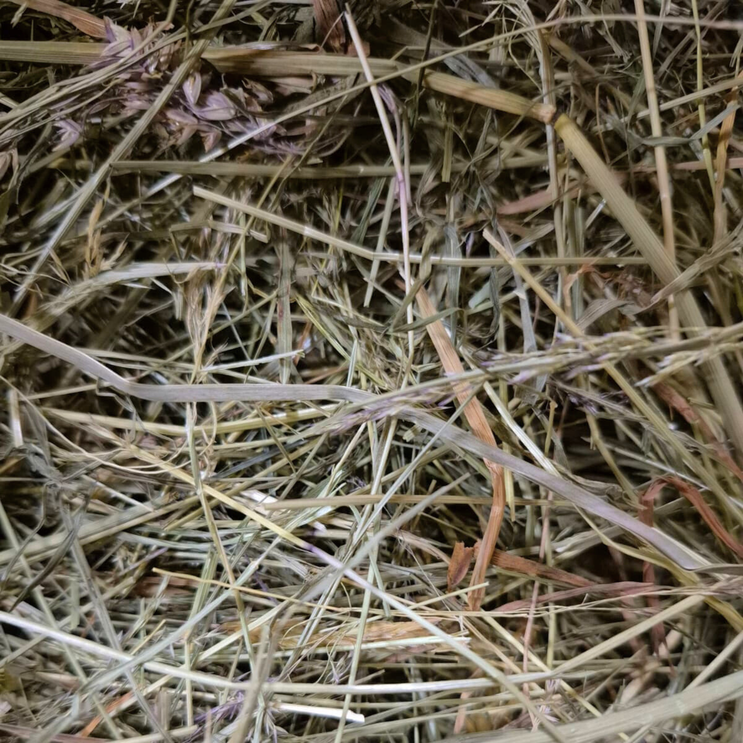 foin riche en fibres et pauvre en calcium pour lapin