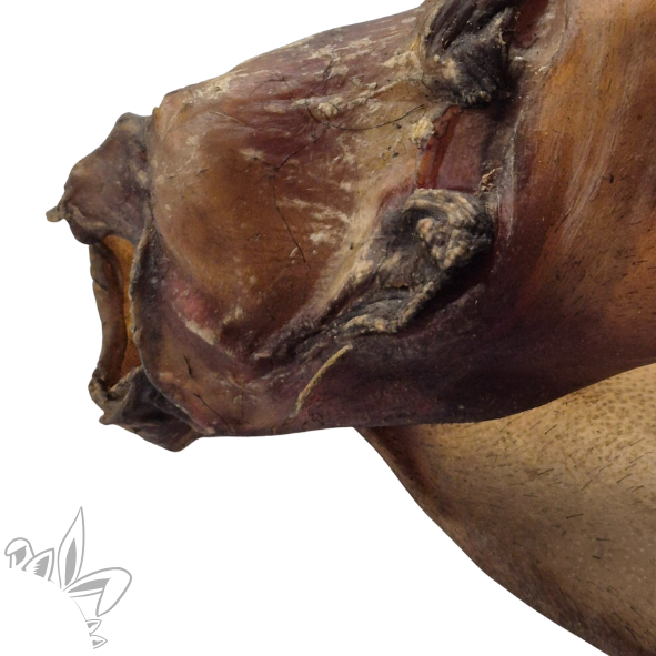 oreille de boeuf pour chien, mastication et friandise naturelle