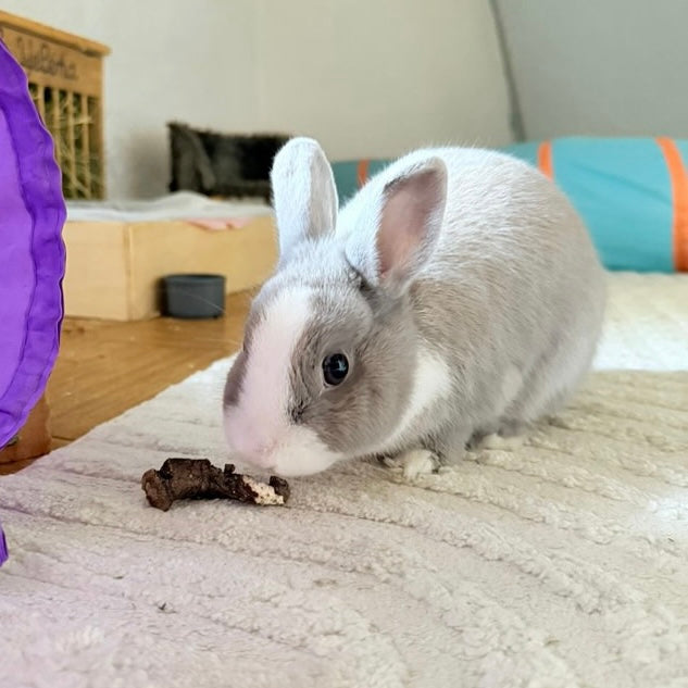 Friandise séchée et naturelle pour lapin Racines de pissenlit
Friandises naturelles pour lapin – enrichissement et bien-être digestif