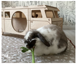 Guide des Crottes du Lapin : Pourquoi la "Golden Crotte" est un Mythe
