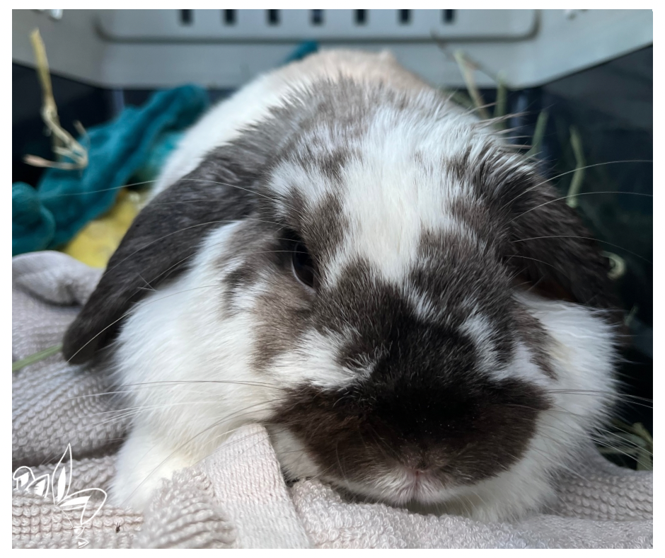 Le regard des autres avec un lapin malade