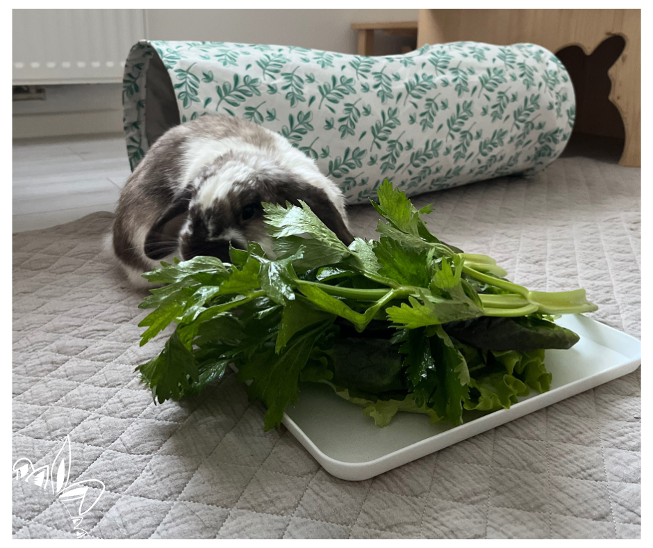 Nourrir son lapin verdure foin extrudés granulés croquettes friandises eau verdure légumes