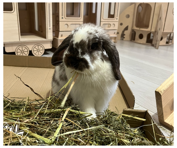 Le foin est l’élément essentiel de l’alimentation quotidienne du lapin. Les foins que nous proposons sont sélectionnés avec le plus grand soin pour leur qualité. 