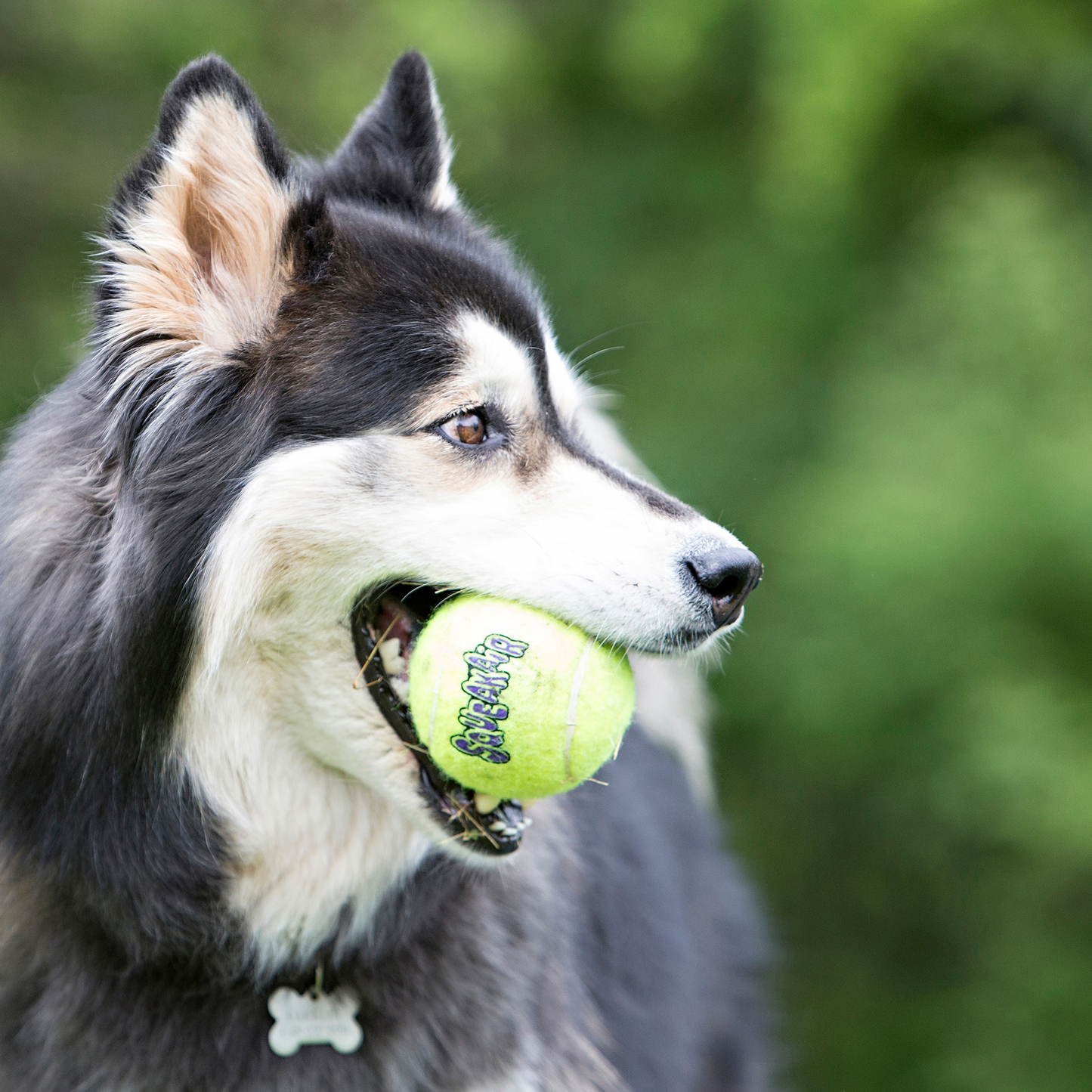 KONG SqueakAir Tennis Ball