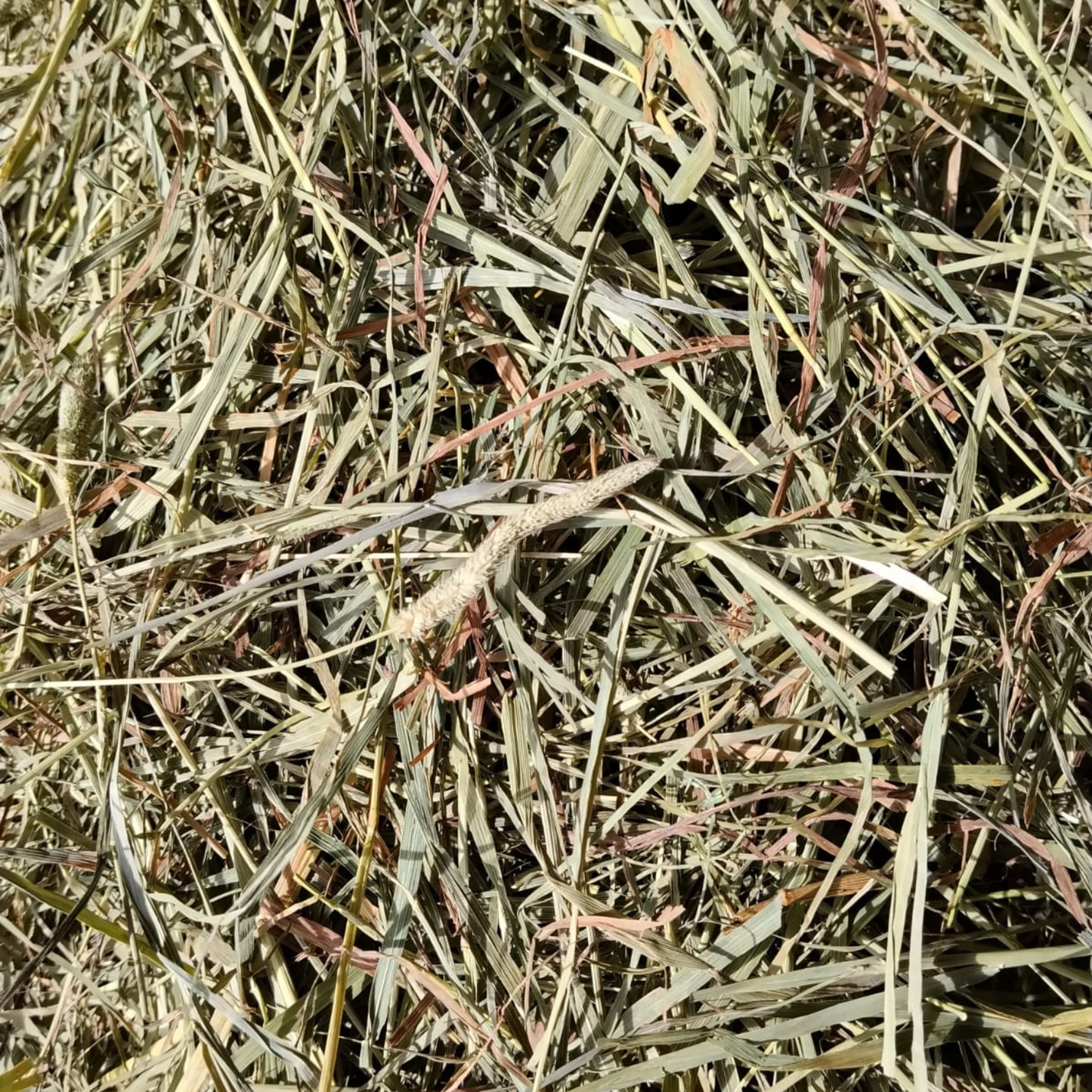 Foin de fléole pour lapin