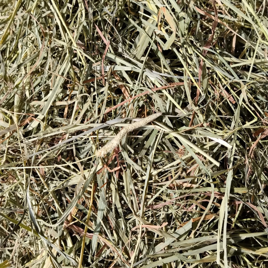 Foin de fléole pour lapin