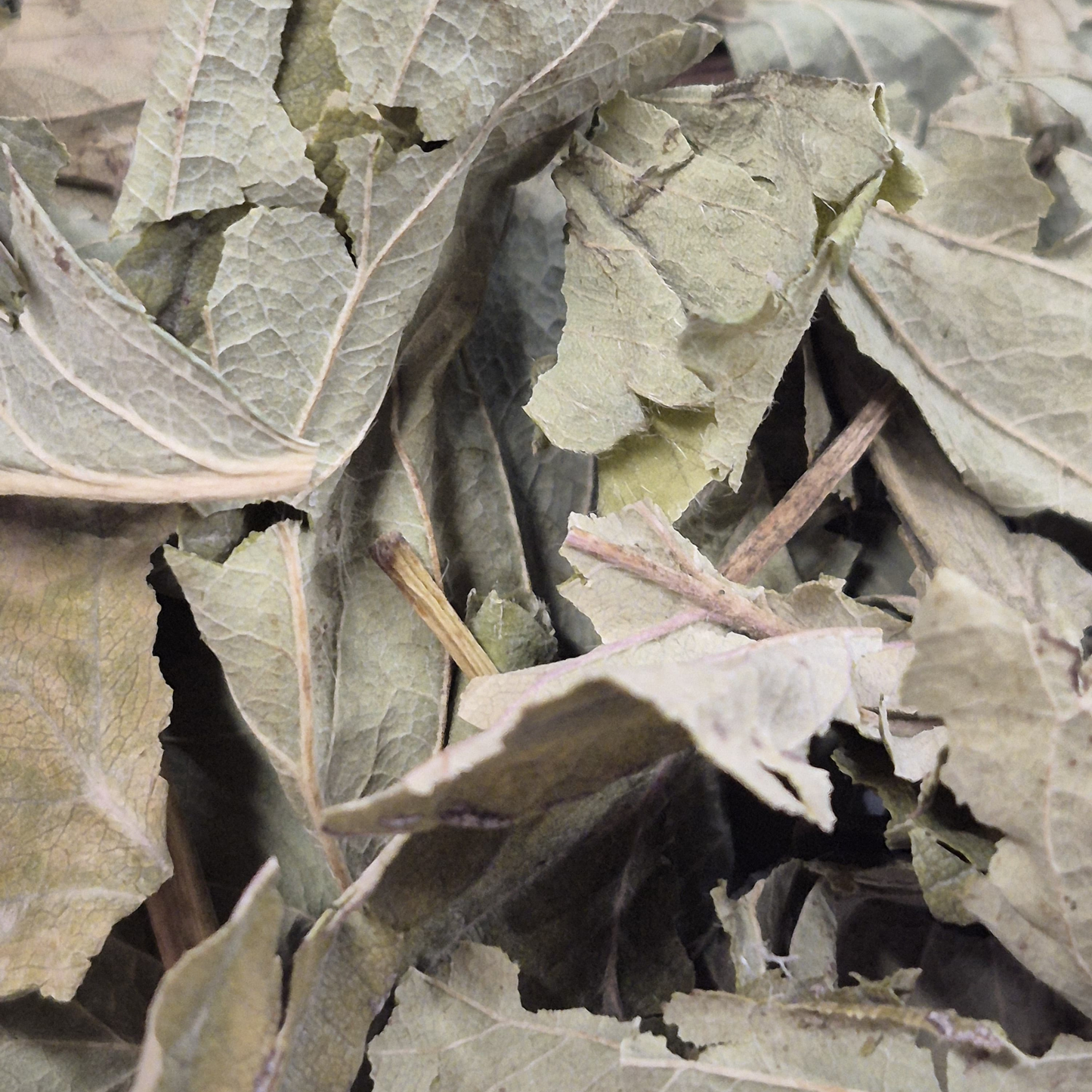 Feuilles de fraisier
