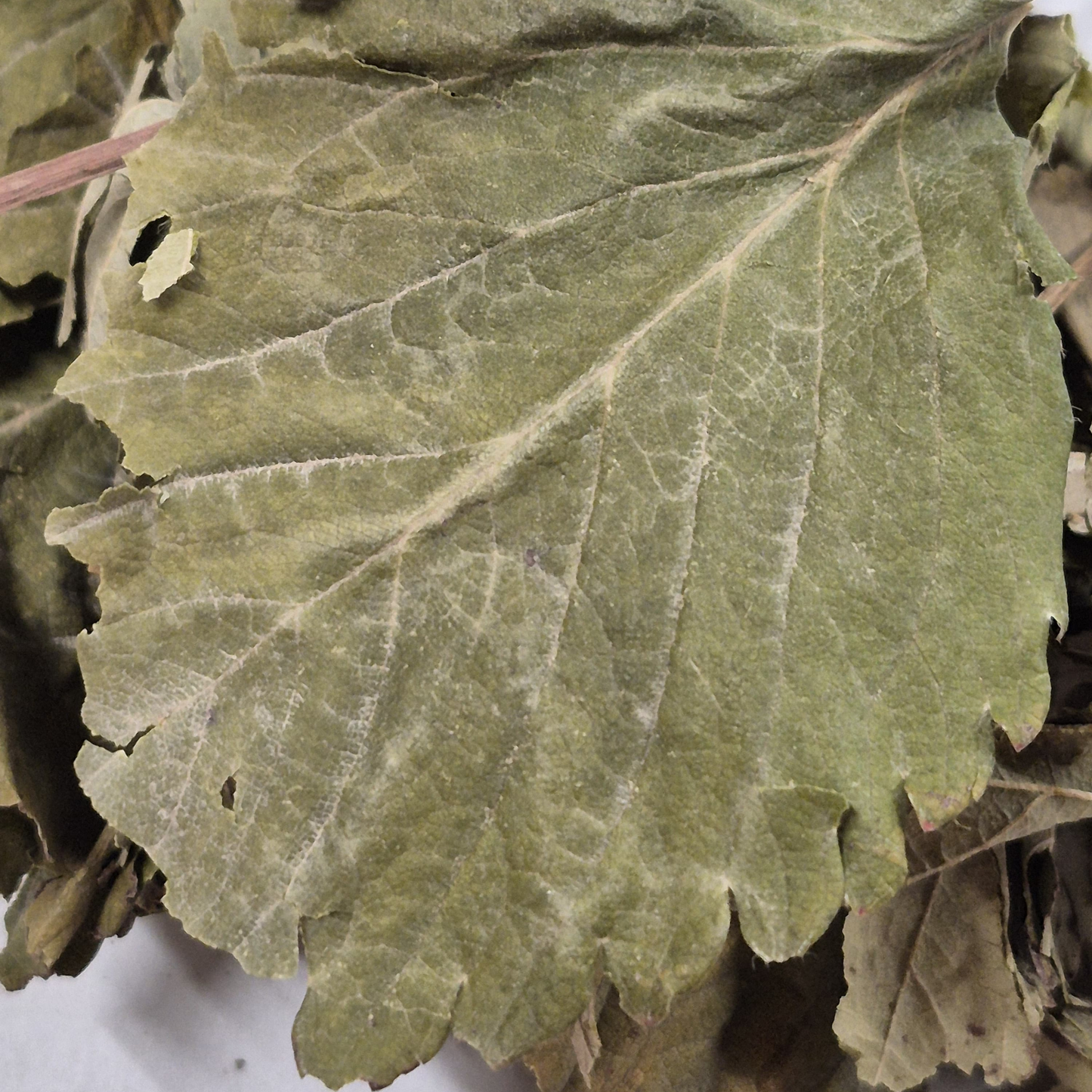 Feuilles de fraisier
