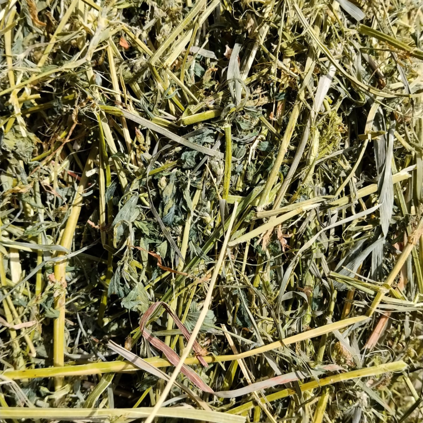 Foin pour lapin : Foin de luzerne d'Occitanie