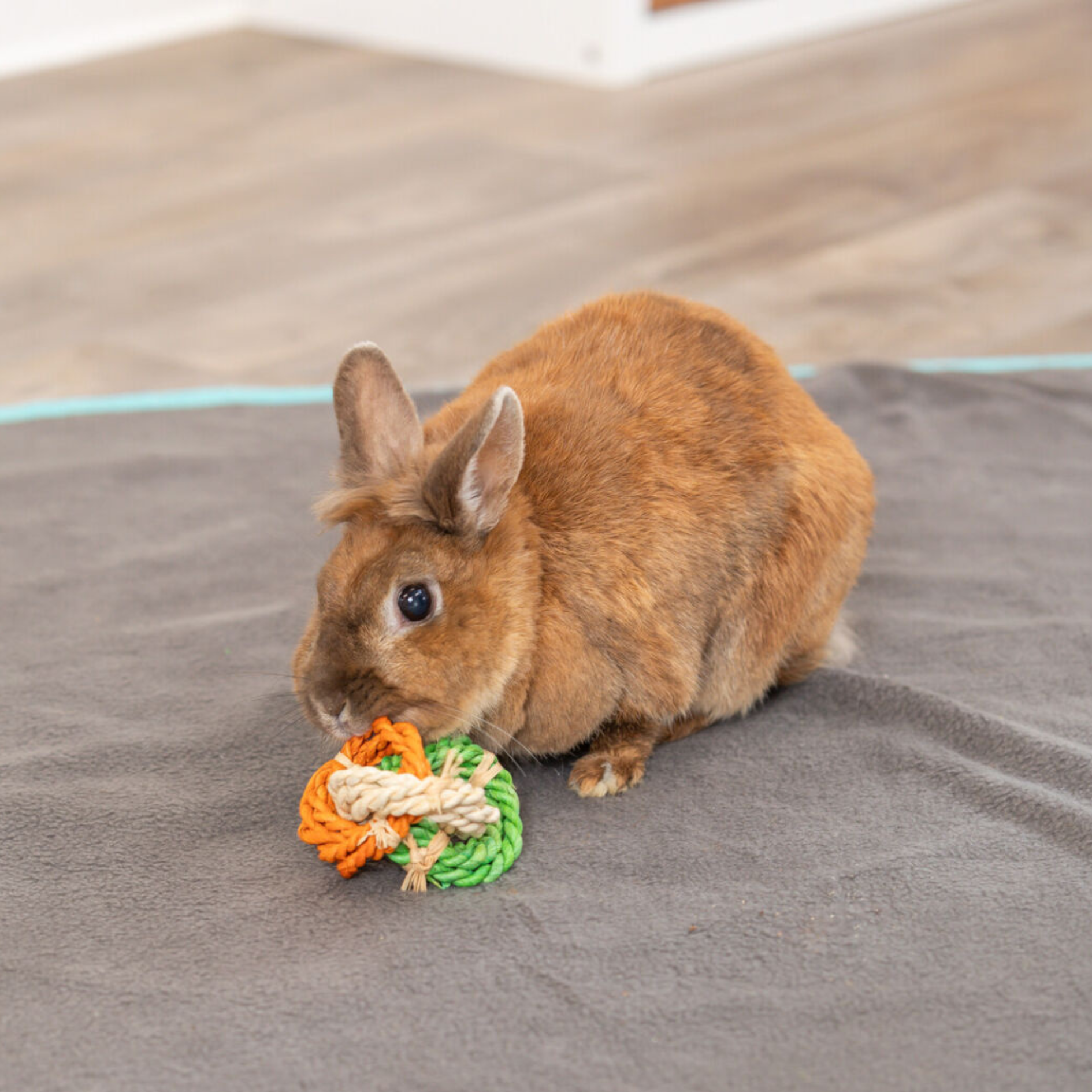 Jouet cylindre feuilles de maïs tressées pour lapin 15cm