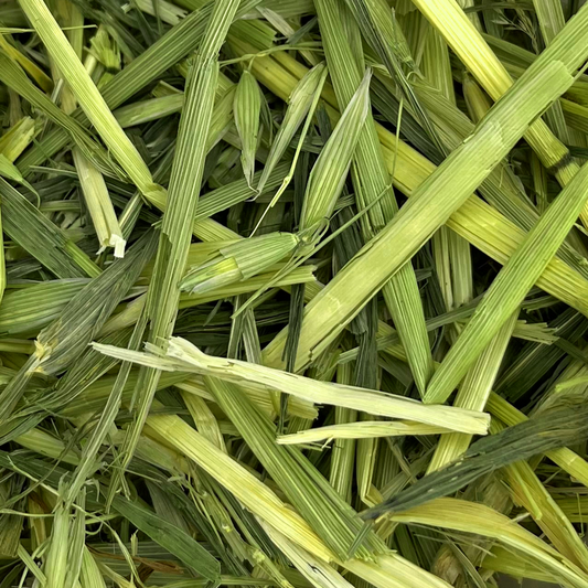 Friandises naturelles pour lapin : Avoine verte séchée