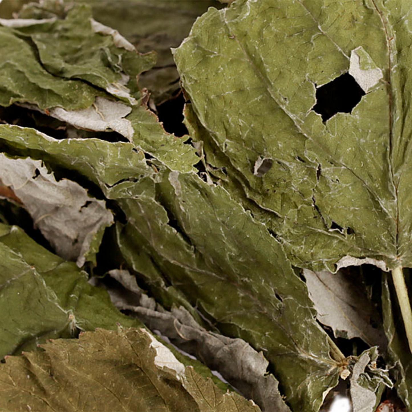 Feuilles de framboisier