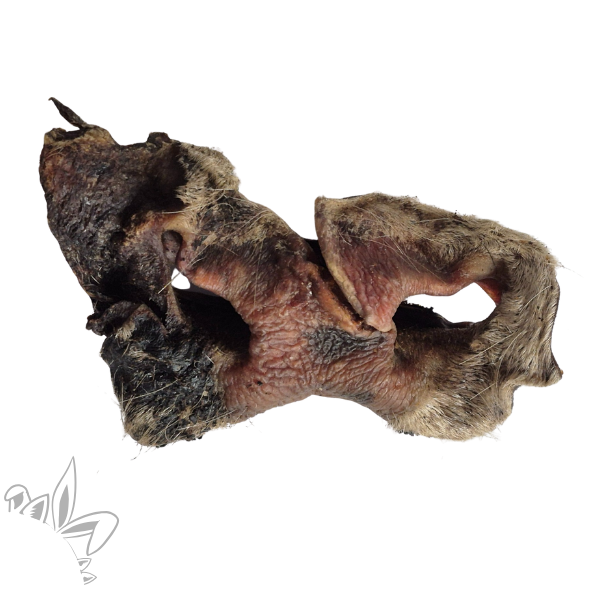 nez de boeuf pour chien friandises et mastication naturelles