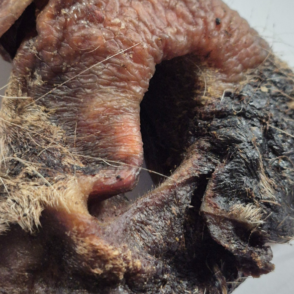 nez de boeuf pour chien friandises et mastication naturelles