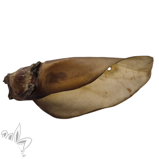 oreille de boeuf pour chien, mastication et friandise naturelle