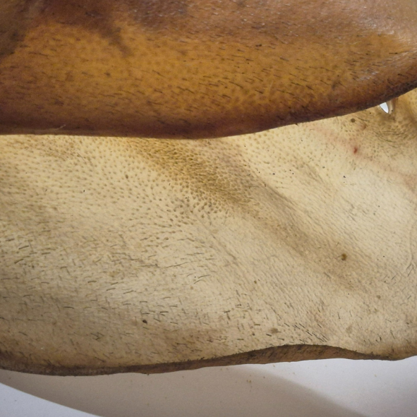 oreille de boeuf pour chien, mastication et friandise naturelle